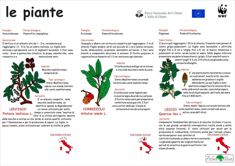 Il bosco del Parco del Cilento e Vallo di Diano
