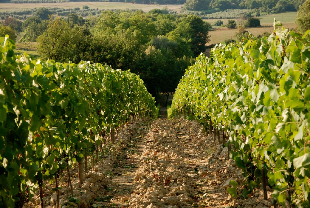 Esperienze Contadine 2018 - ACETO