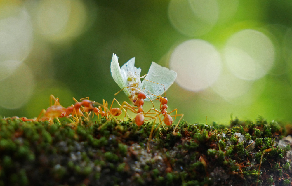 Il mondo degli Insetti