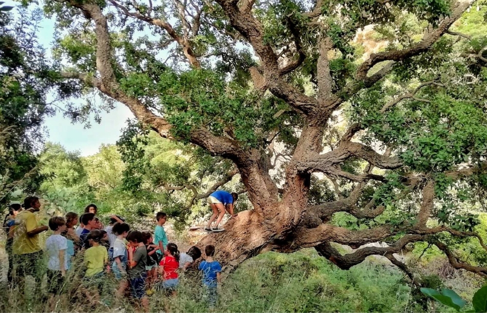 I misteri del bosco nascosto, il popolo di Guarneri - 7 giorni